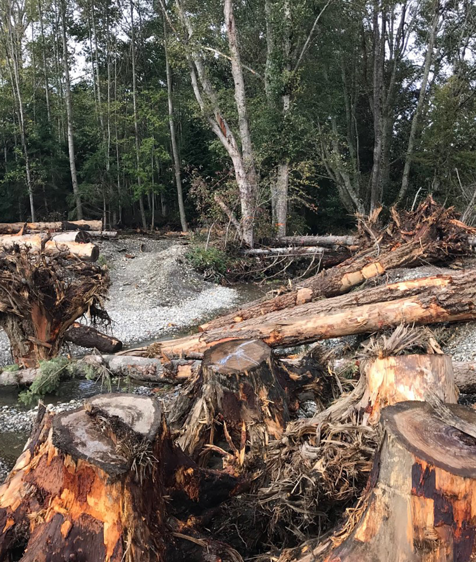 Padden Creek Fish Passage